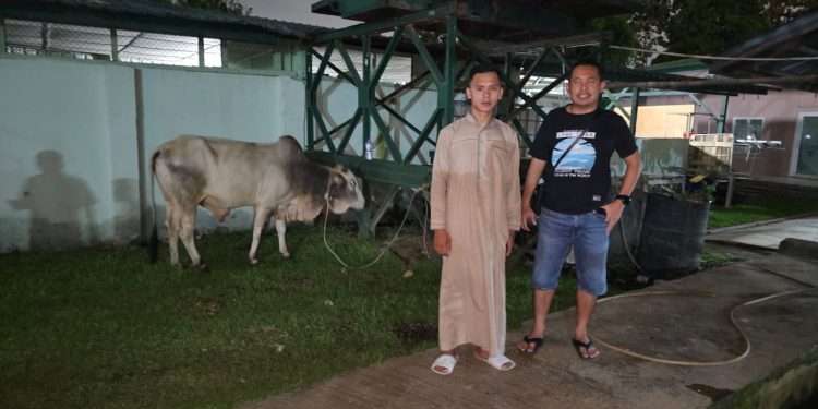 idul adha 2025 macan sejahtera cahaya