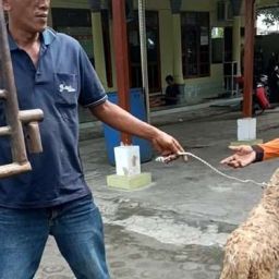 ildul adha 2025 macan sejehtera cahaya sei mangkei