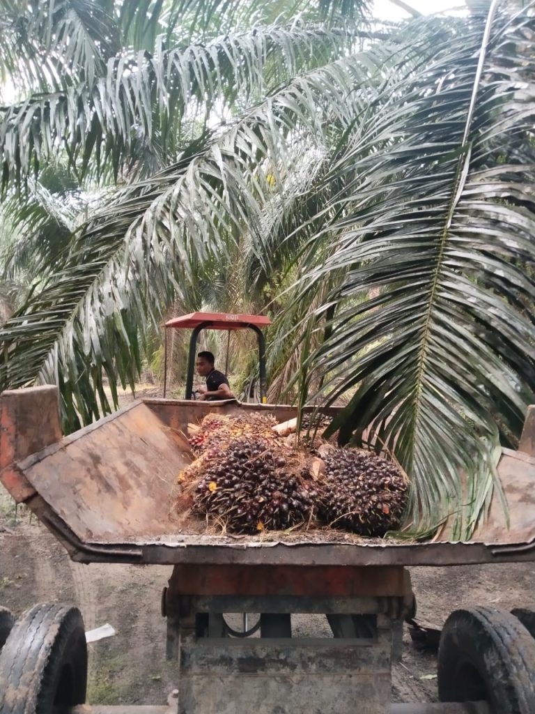 jasa keamanan kebun sawit pekanbaru