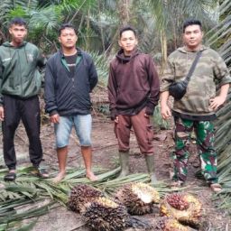 jasa satpam perkebunan