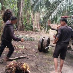 jasa jaga kebun sawit pekanbaru