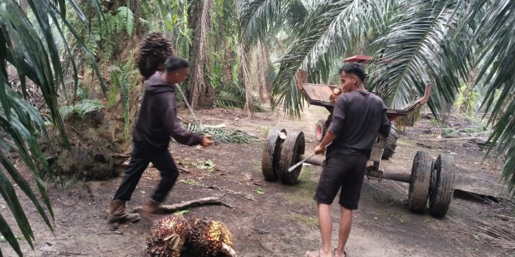 jasa jaga kebun sawit pekanbaru