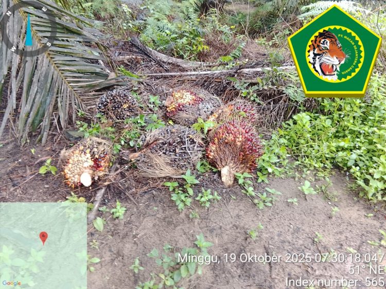 jasa keamanan perkebunan
