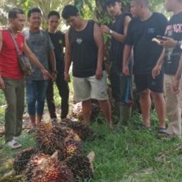 jasa-keamanan-kebun-pekanbaru-gagalkan-pencurian-tbs
