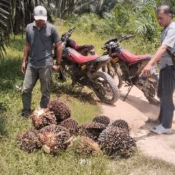jasa pengamanan perkebuna sawit