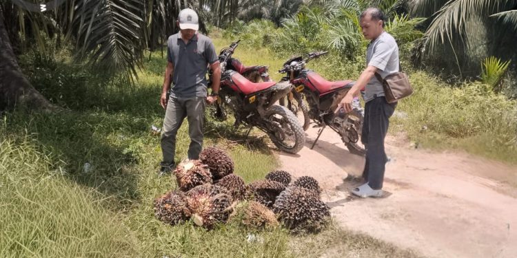 jasa pengamanan perkebuna sawit