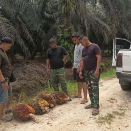 jasa keamanan perkebunan riau