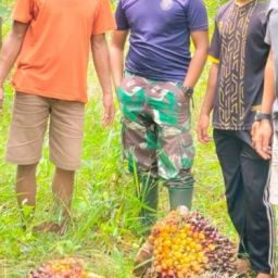 jasa keamanan perkebunan sawit